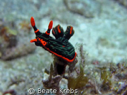 Nembrotha Kubaryana, Canon S70 with Macro Lens by Beate Krebs 